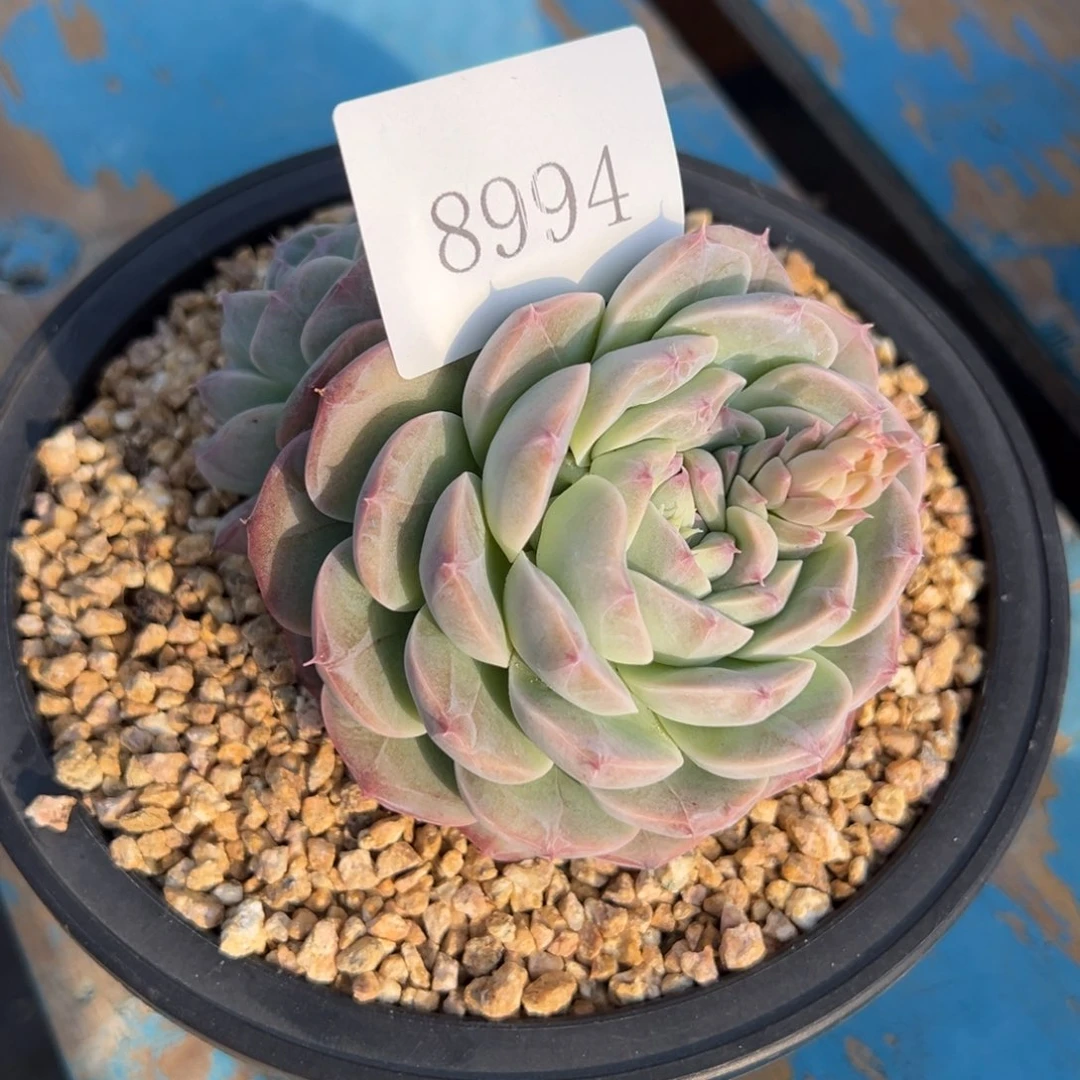 8994多肉多多多多