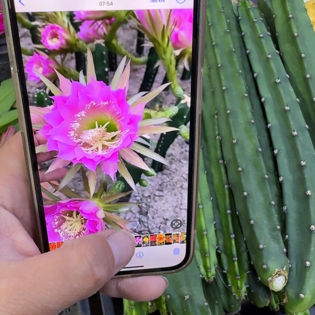 红花秀普无根侧牙25公分左右，20包邮