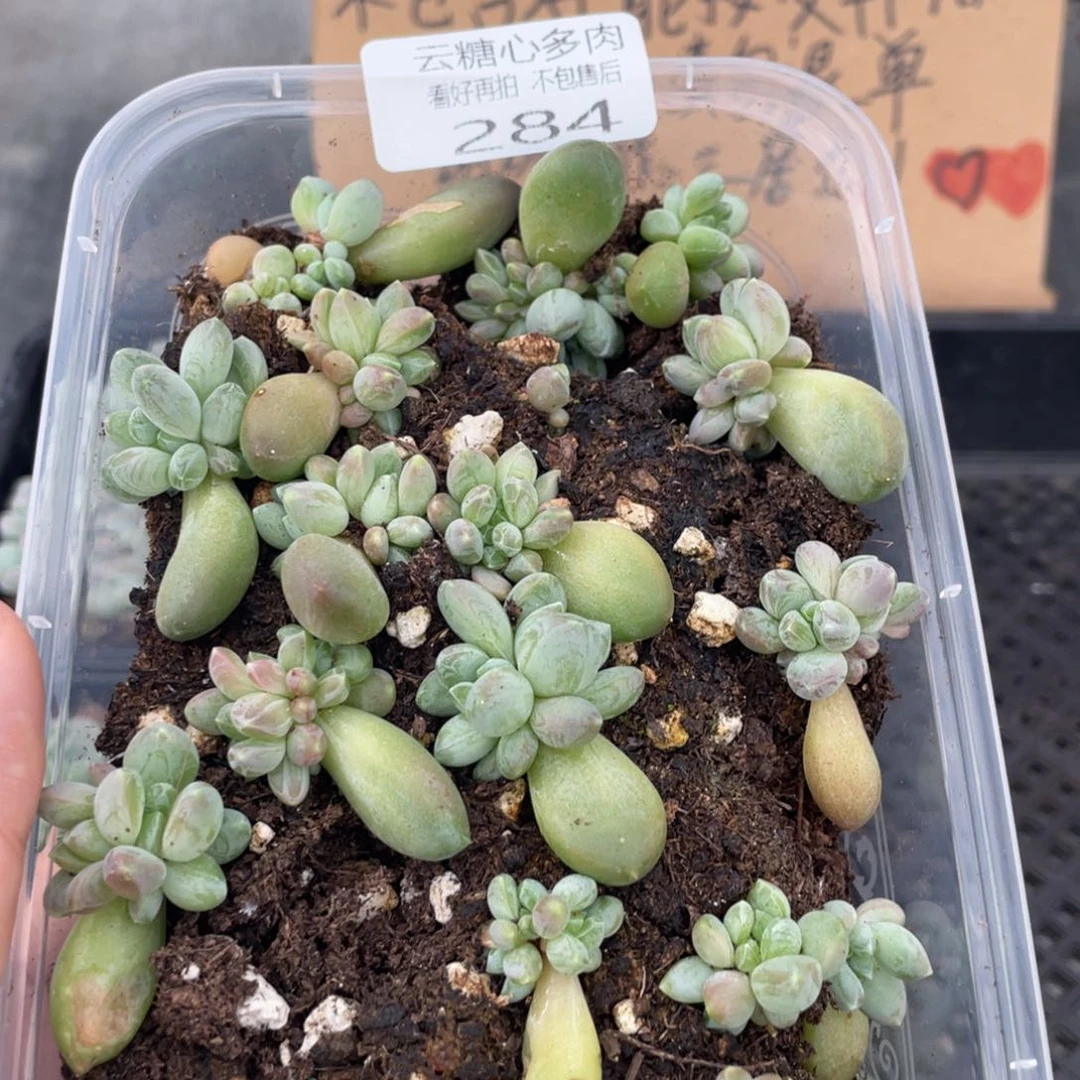 云糖心多肉植物284