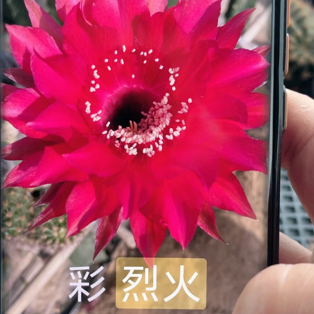 毛 烈火侧芽 歪 满20包邮5公分