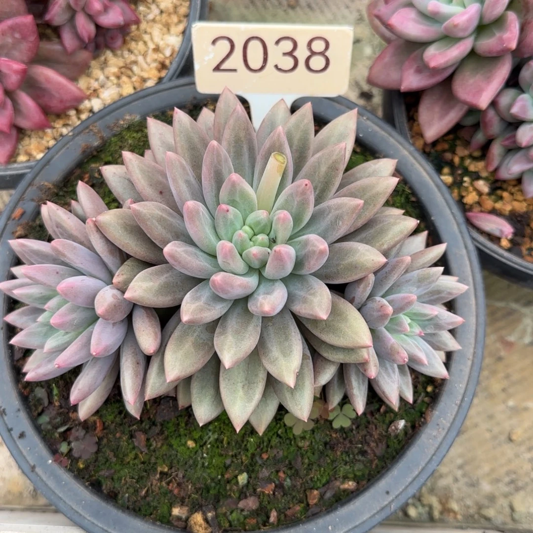 2038。     水晶球福利