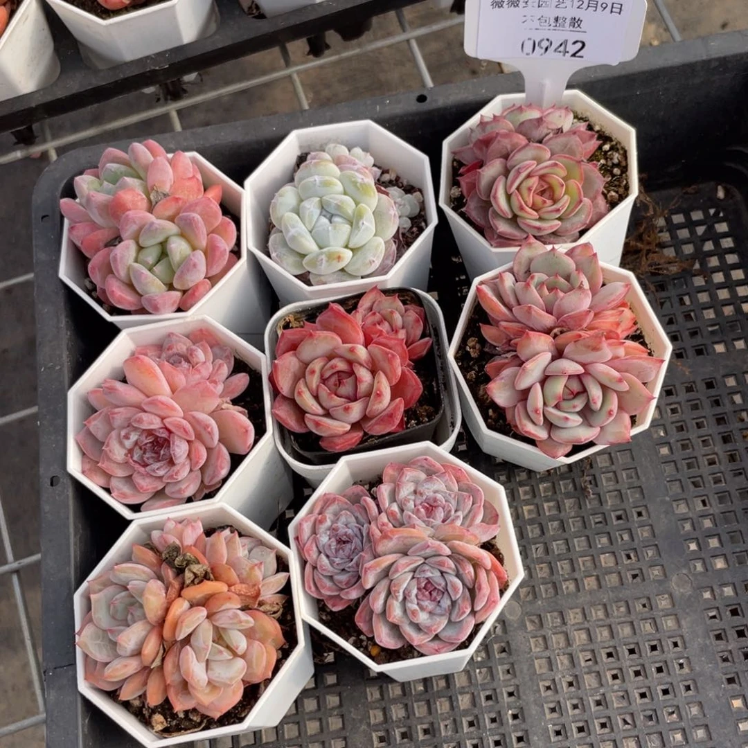 不包整散 盆子不售后0942