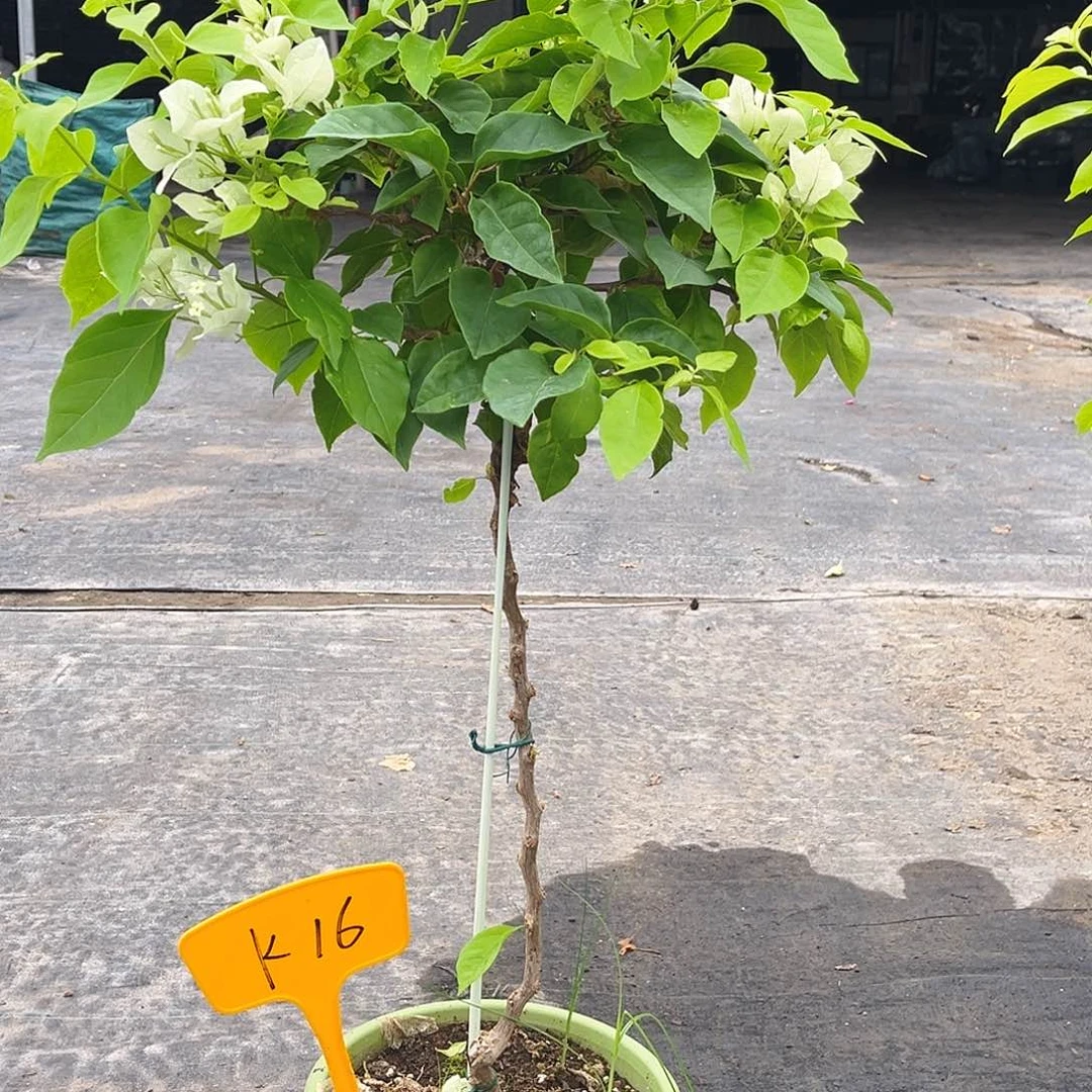 当前无花栽培后可以开花夏*K16白狐狸