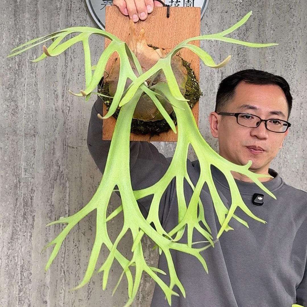 完全开放Epply孢播已经成株