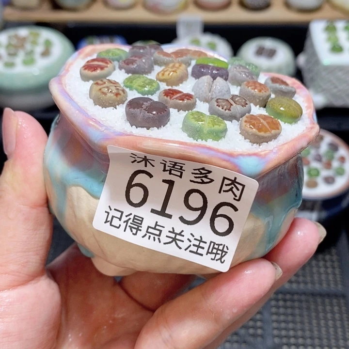 带盆土发货 精美盆栽6196