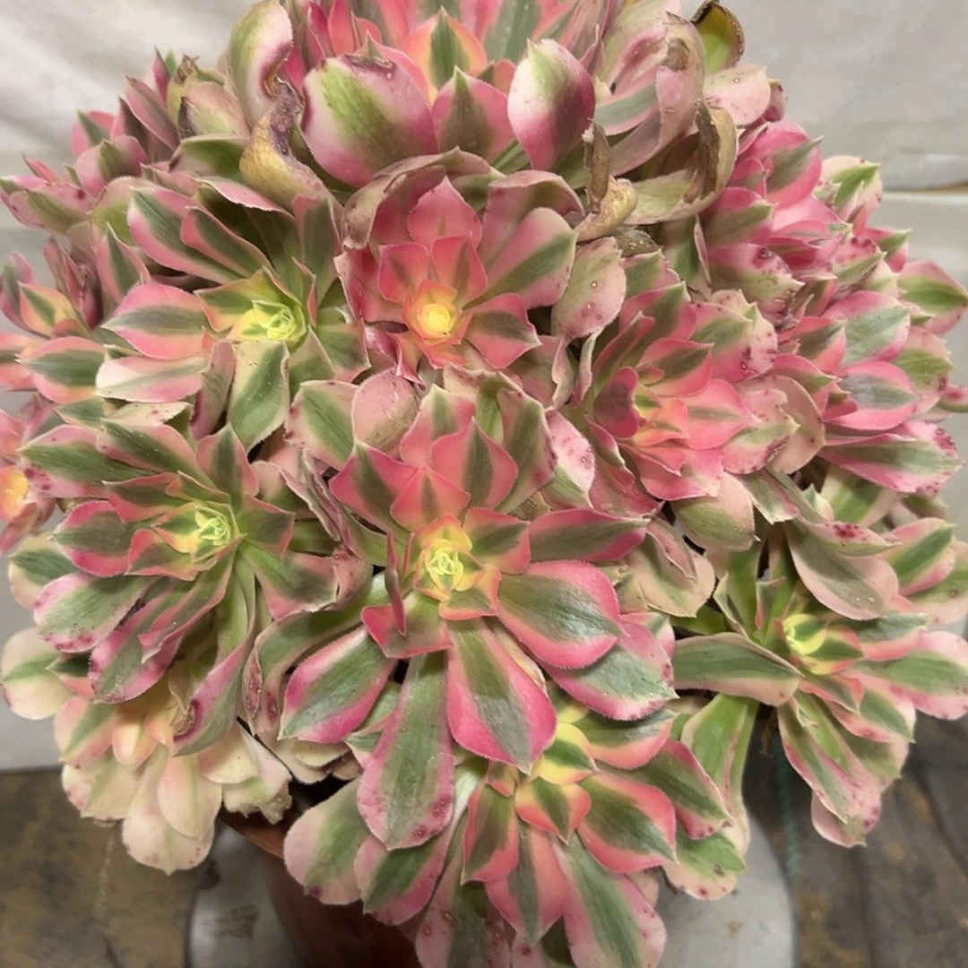 多肉植物粉女巫法师311