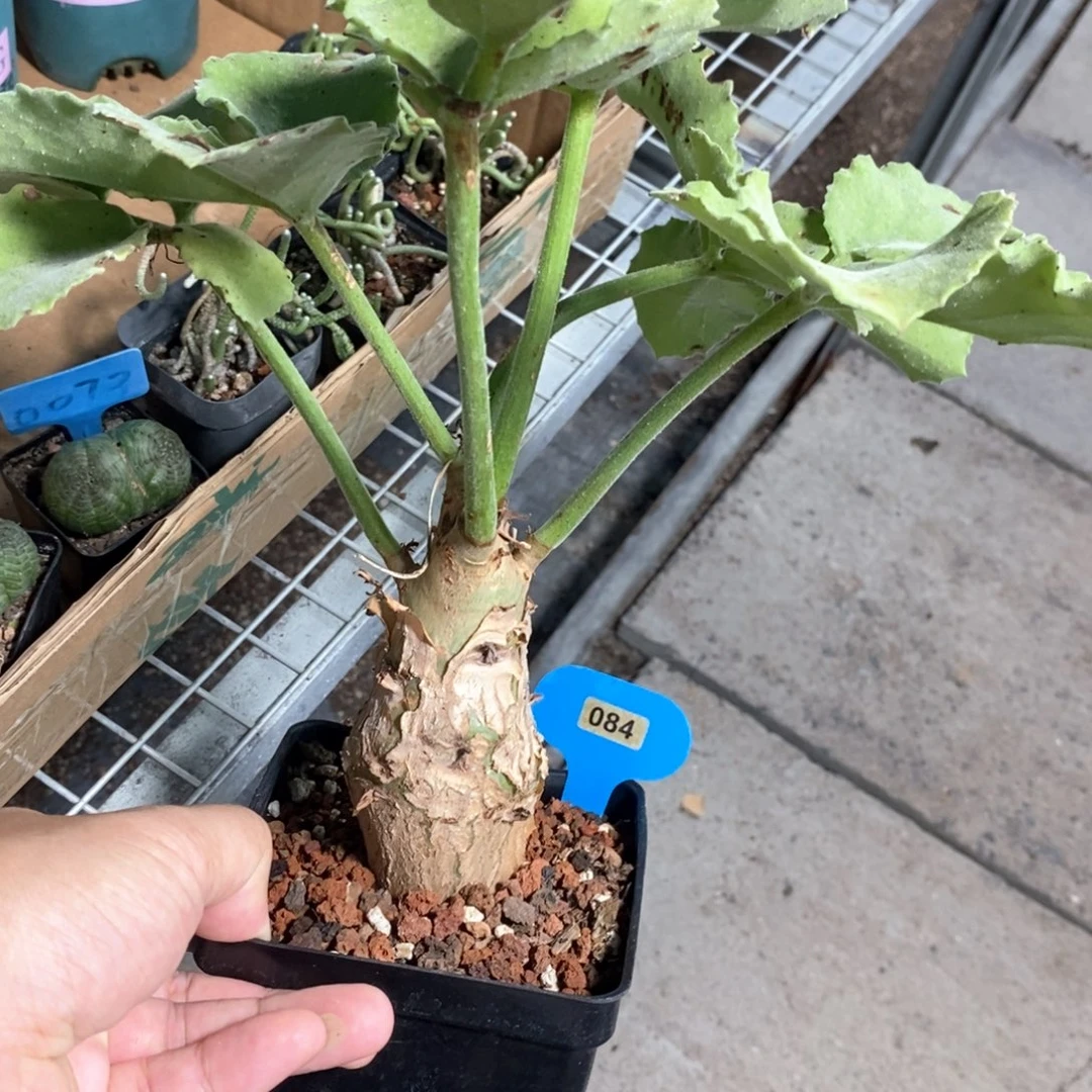 安哥拉葡萄翁多肉植物