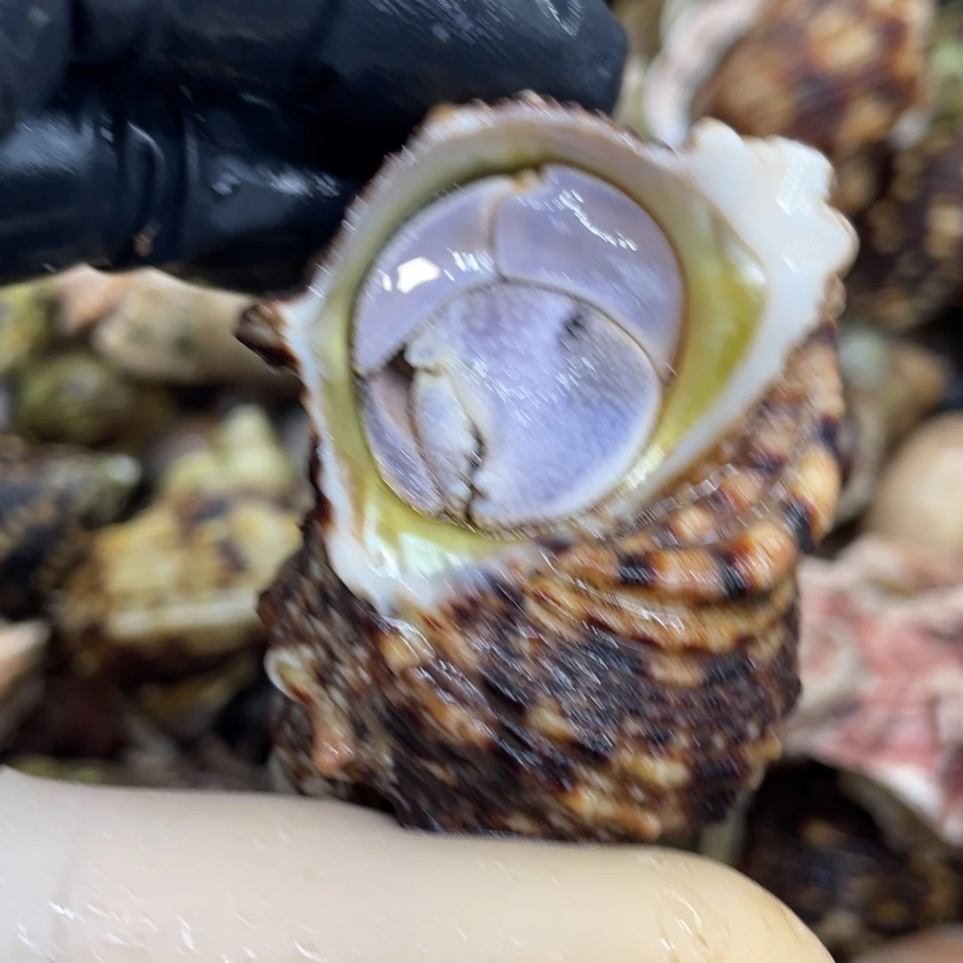 不退不换活体宠物9