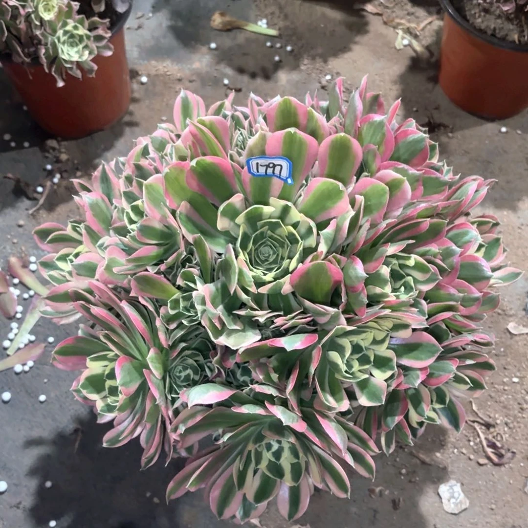 白凤法师多肉1797多肉