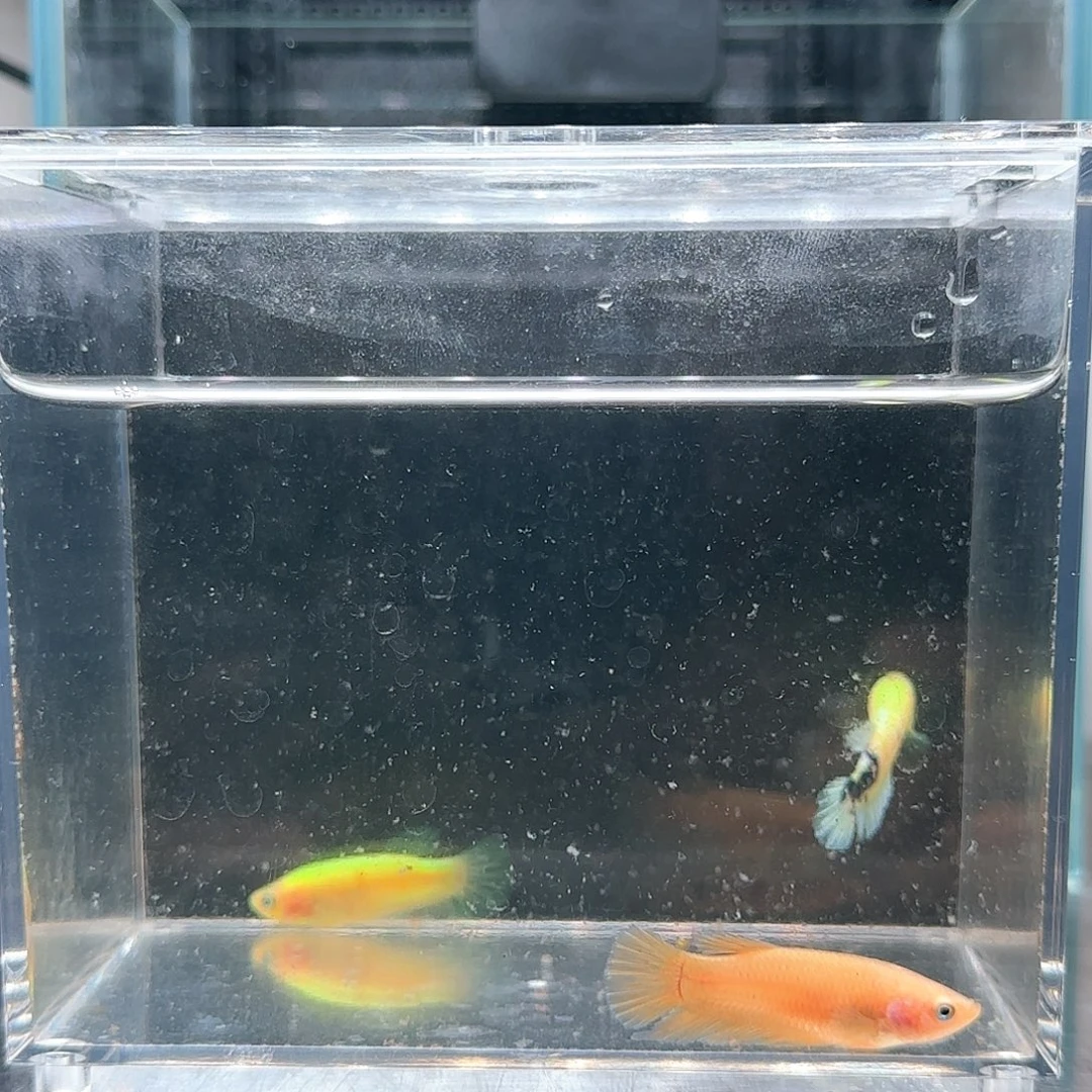 斗鱼活体观赏鱼好养耐活