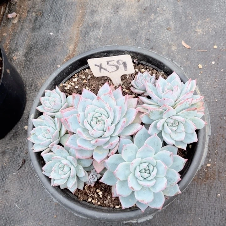 晨语多肉一物一拍x59