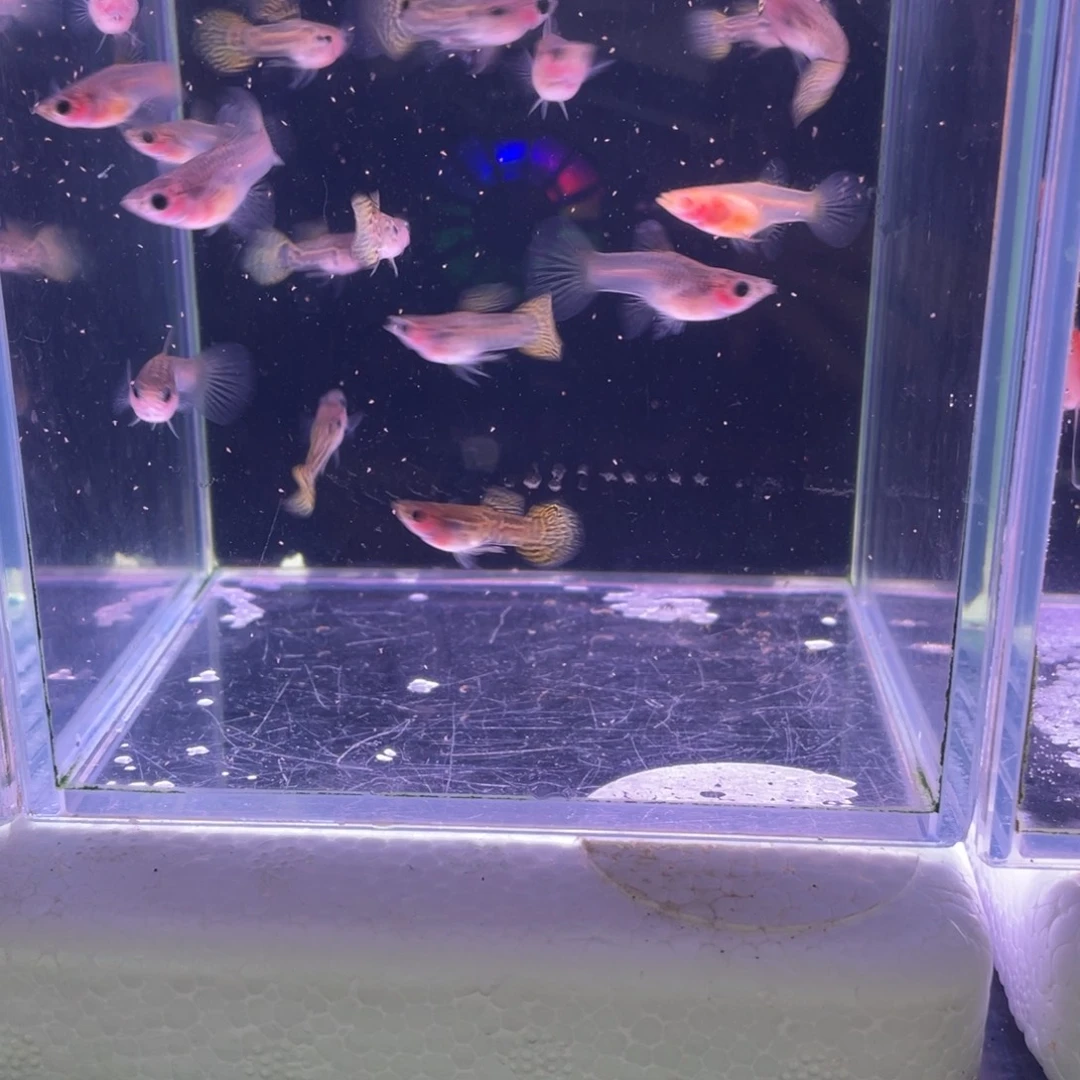 孔雀鱼玻璃猫野生色黄蕾丝10对20条
