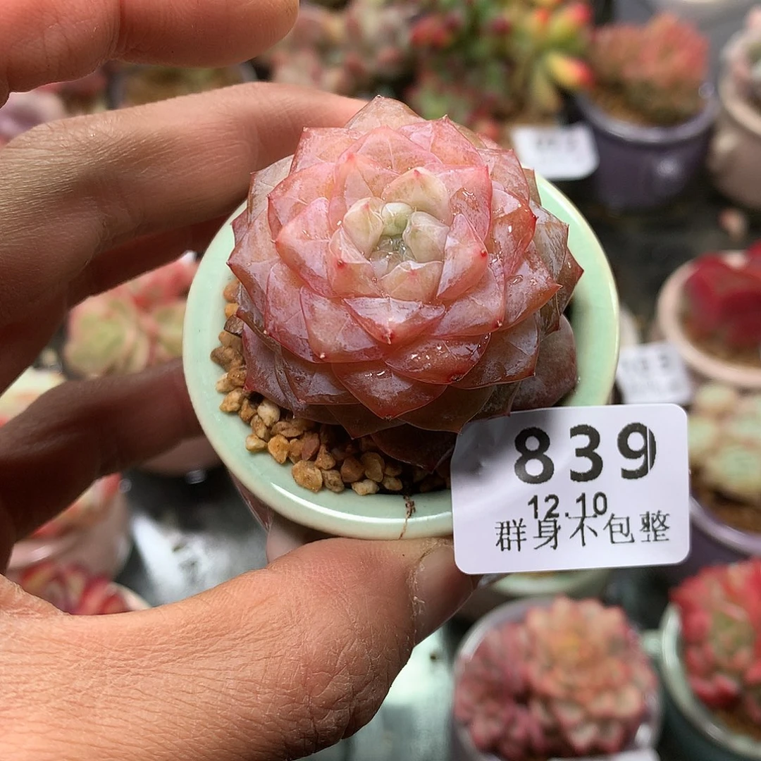 精控拇指盆12.10839