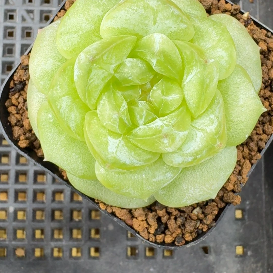 0816-132-雪花纹单头