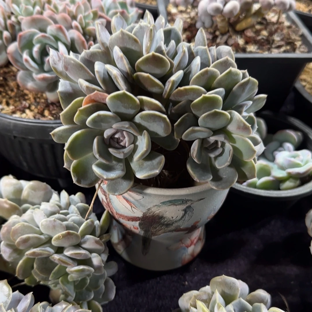 韩***姐汉堡一物一拍朵朵缀