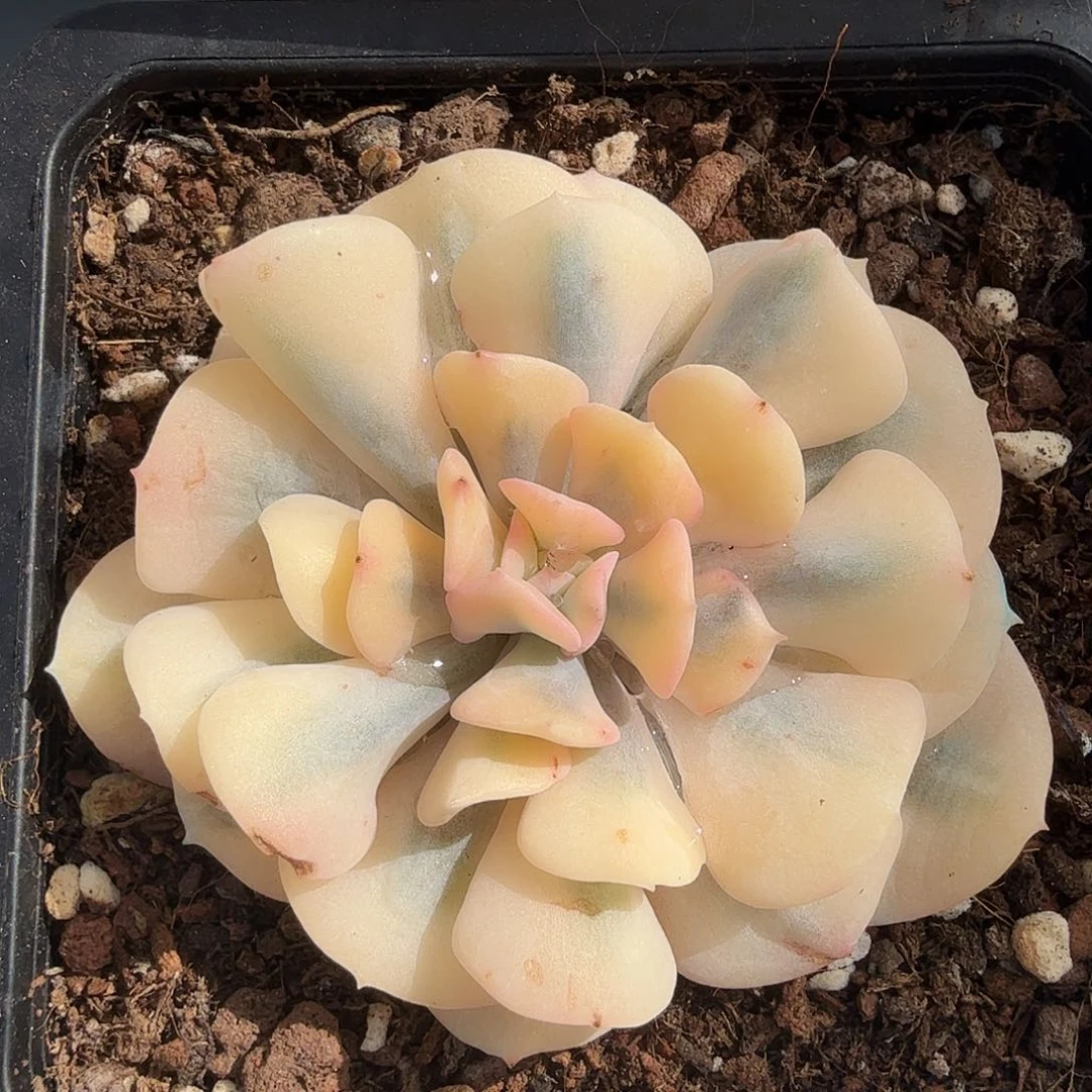 雪精灵锦，多肉植物