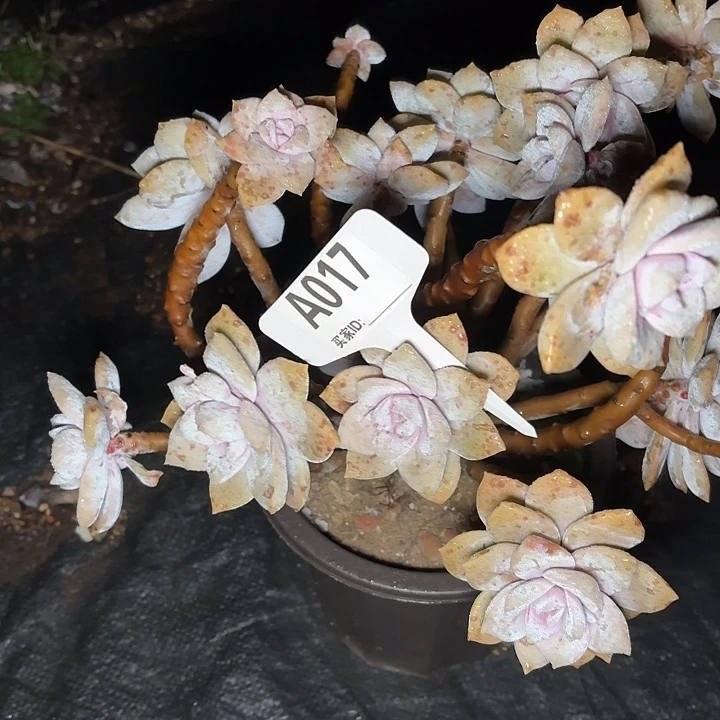 美**美华丽风车一物一拍A017.