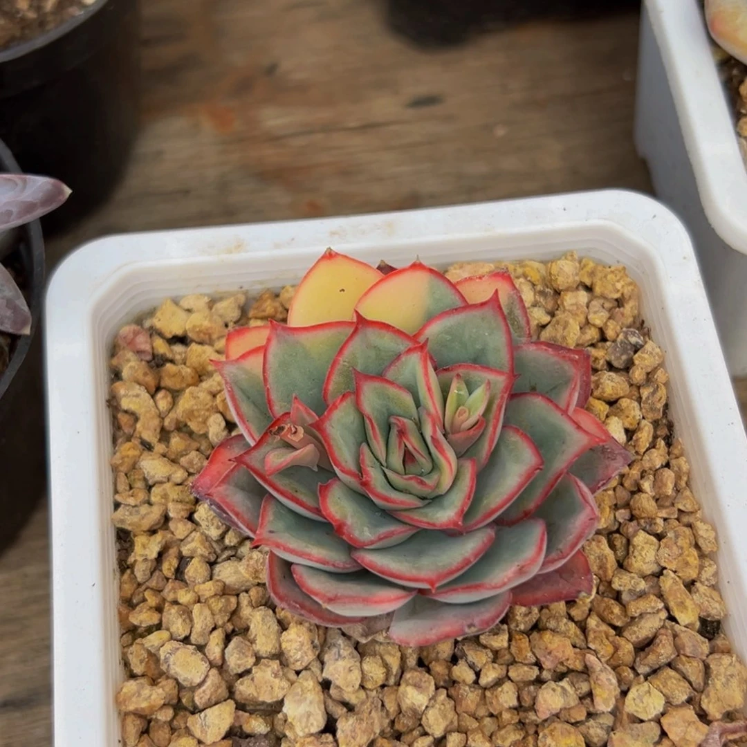 1颗大小不等大小不等