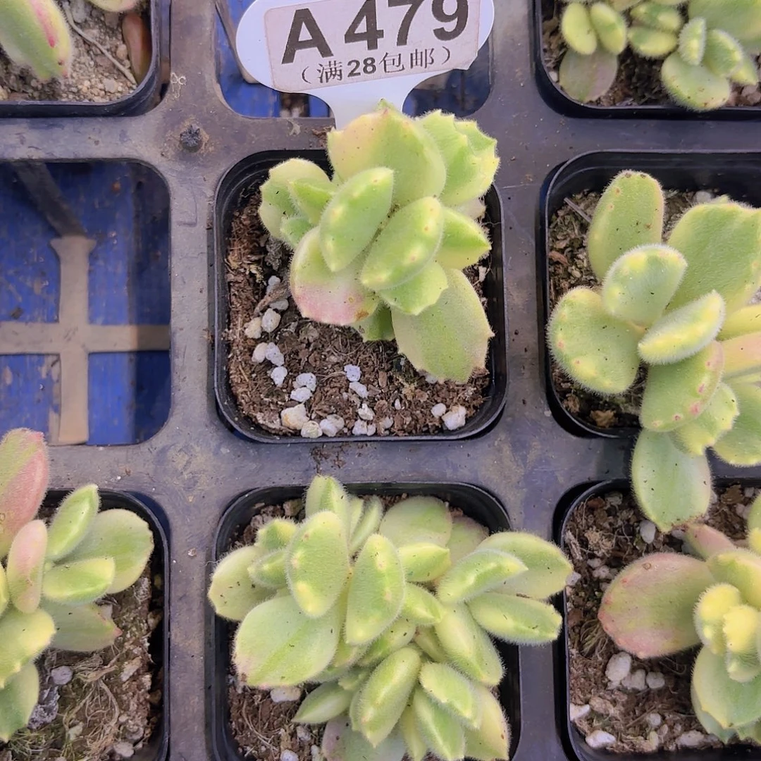 A479彩虹熊一物一拍