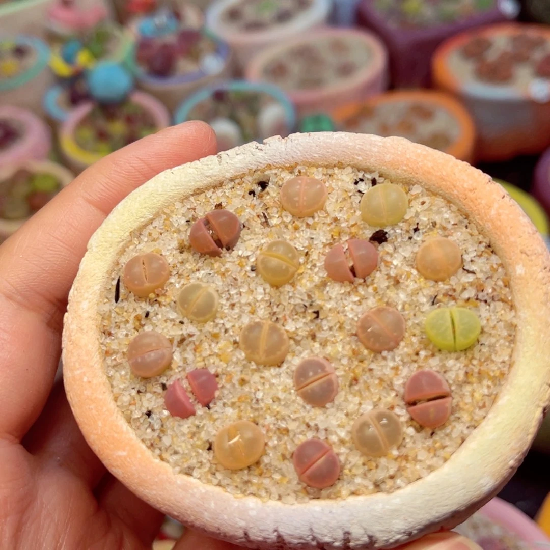 小***a去盆420。678975578888755566