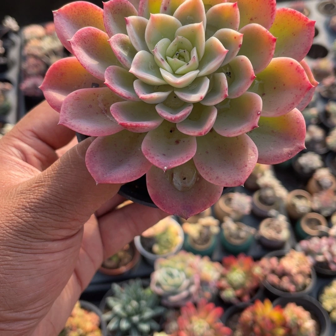 1817  哈密瓜  六月六