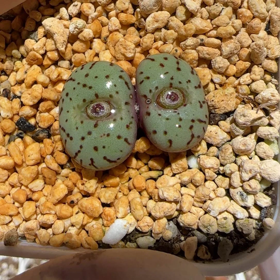 肉锥多肉植物百科3-荷叶安贞73