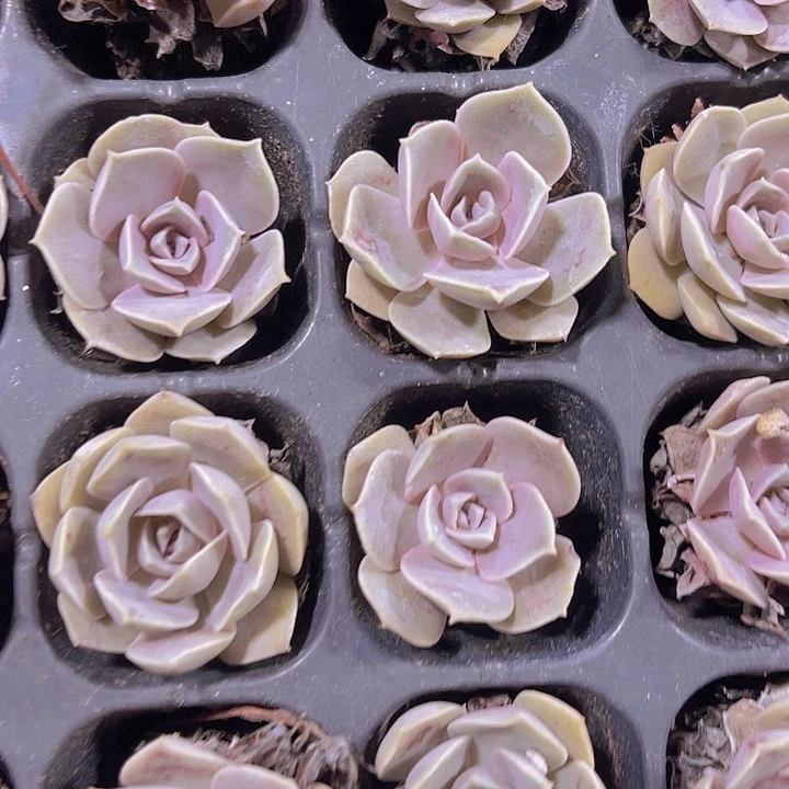 精品紫珍珠多肉植物