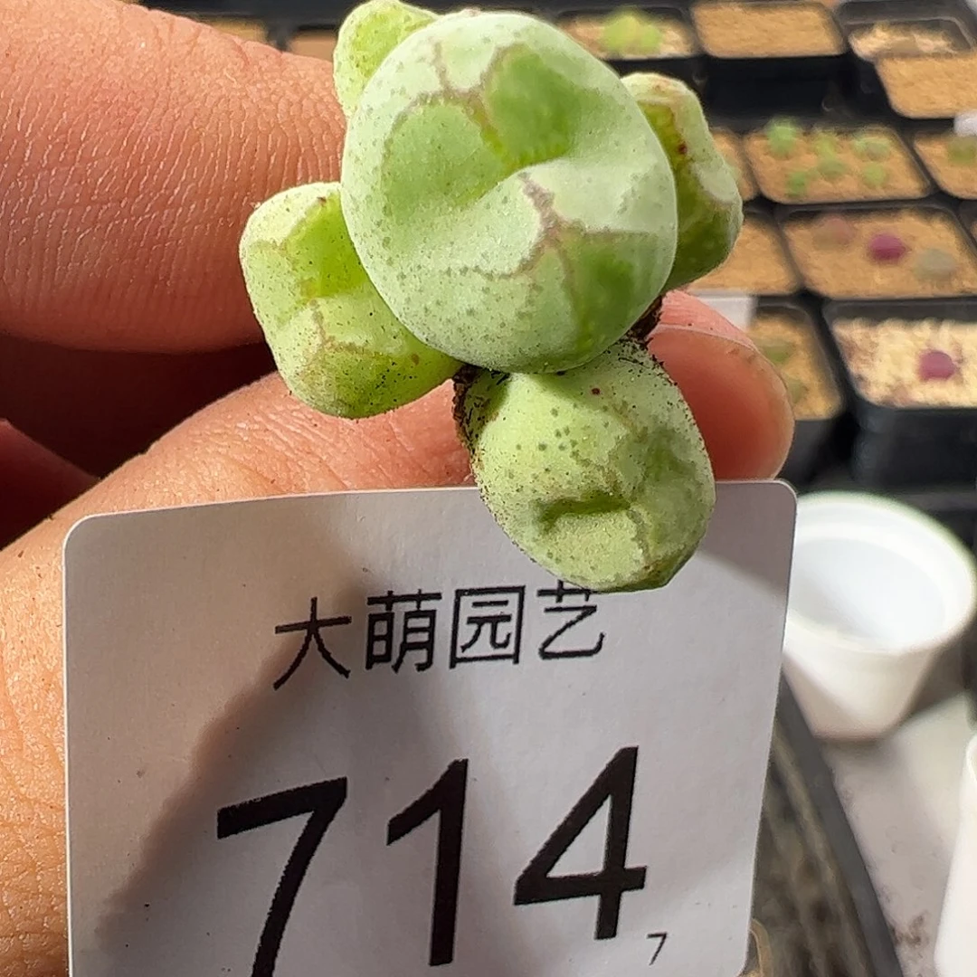 0000714 一物一拍……