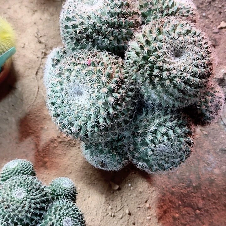 王***～补 换大的这颗。