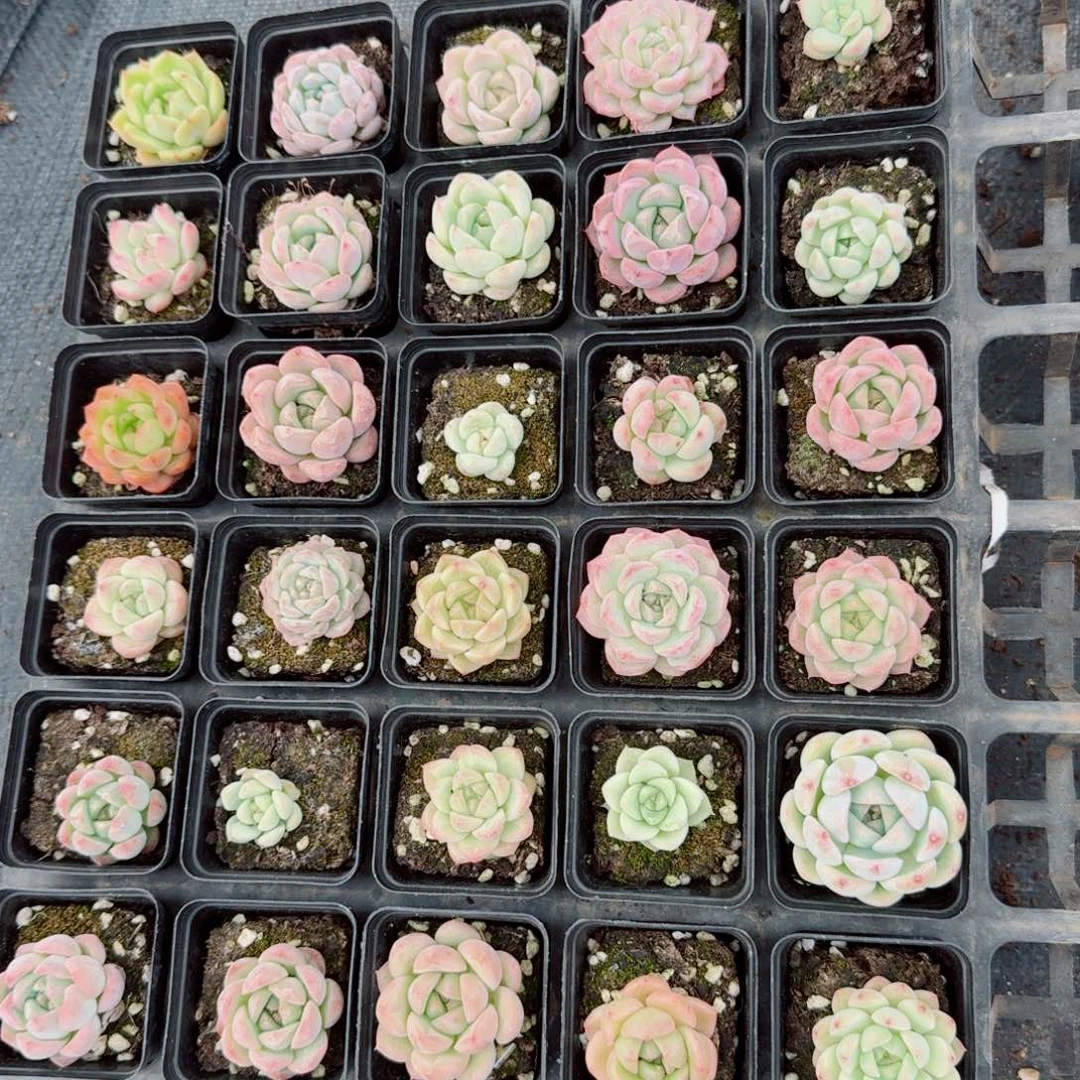 多肉杂交三十颗珍妮混特别小慎拍2-75