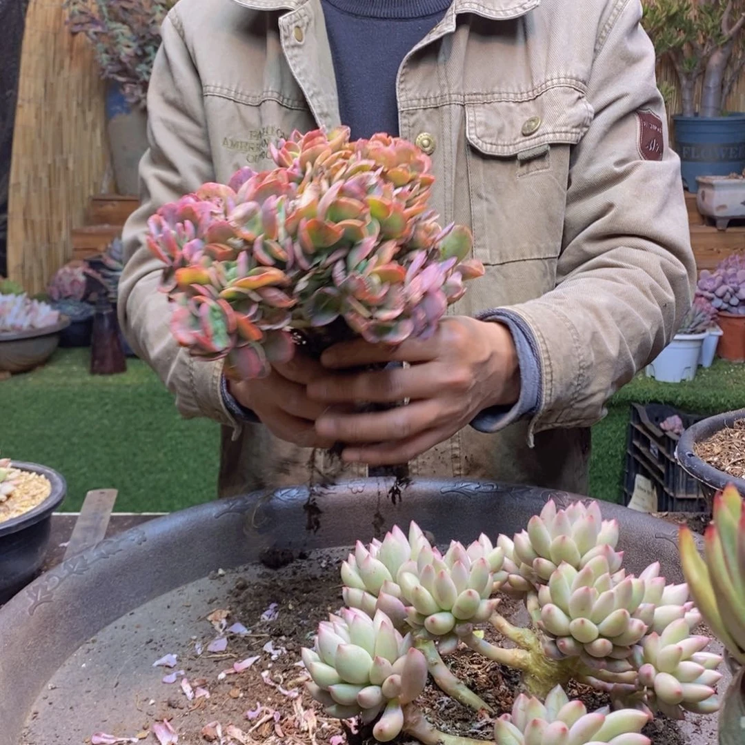 悟236号岩字多肉