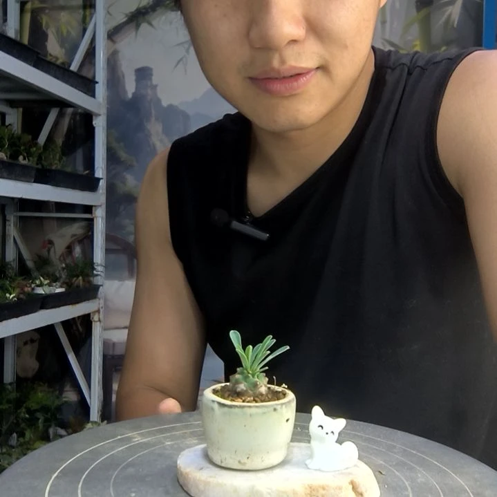 几*中青园艺一物一拍281
