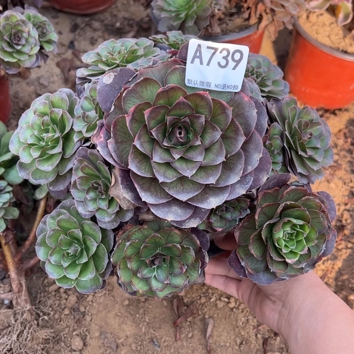 魅金多肉植物739.