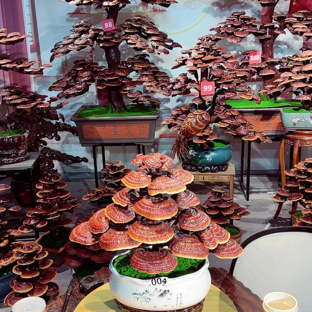 完全开放发财树发财树发财树