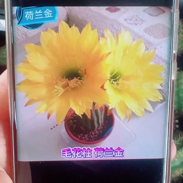 毛花柱荷兰金侧芽拍一发二