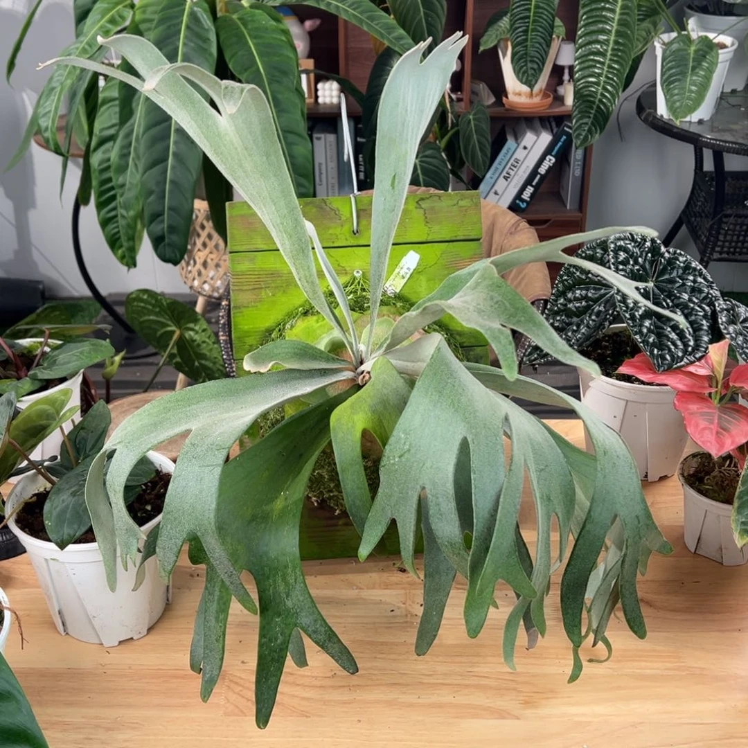 完全开放赛尔索鹿