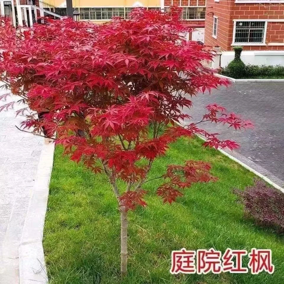 中国红枫小叶红枫树红舞姬三季红枫农家小院苗木