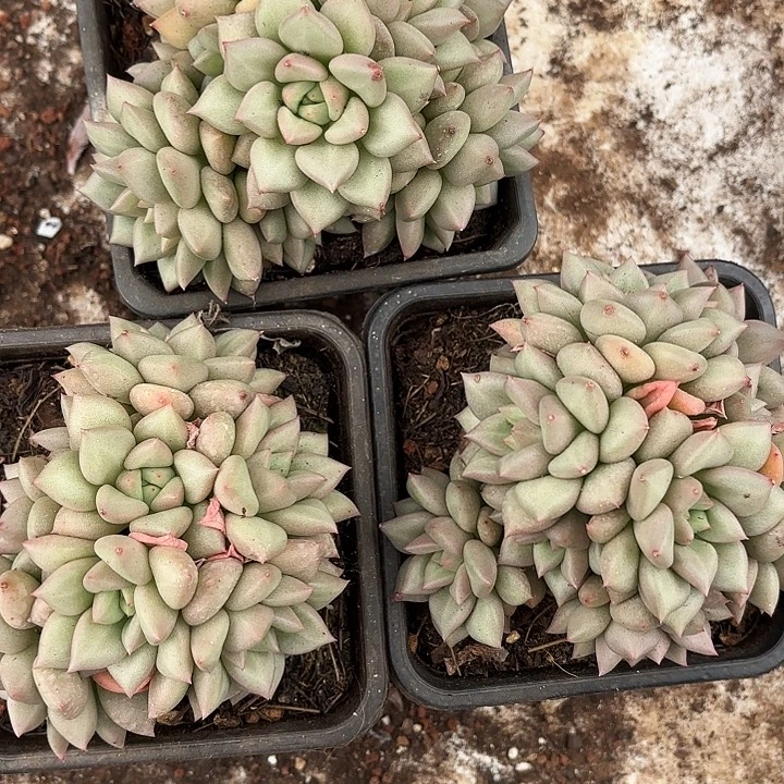 黄金象牙群生（拍满18发货、偏远地区不包邮）