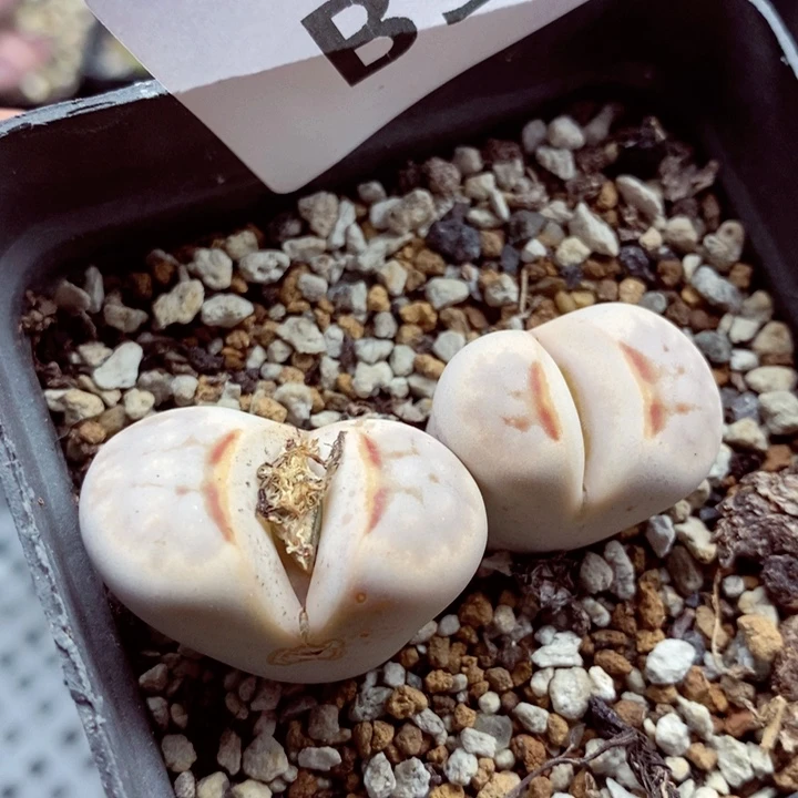 我是一只小小鸟地域鬼的330