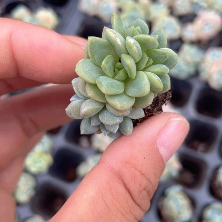 一物一拍朵朵缀5头