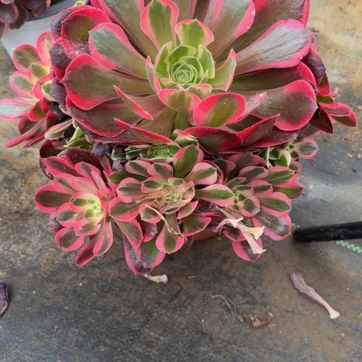 瑞妈多肉植物是950