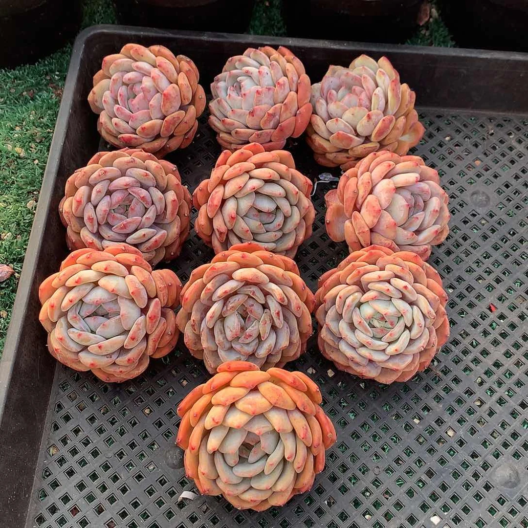 090橙子多肉植物组合