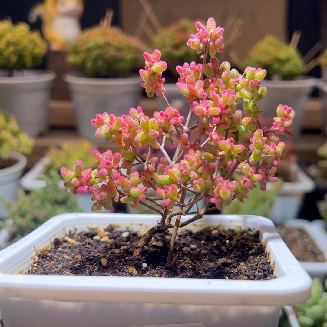 479花斑露一物一拍包开箱