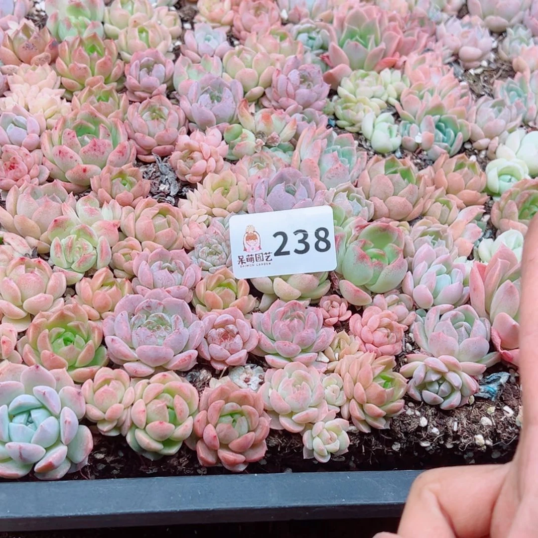 默***语多肉植物多肉植物
