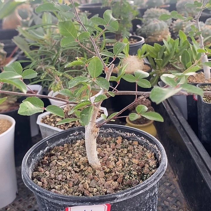 奥比克橄榄11，一物一拍带盆