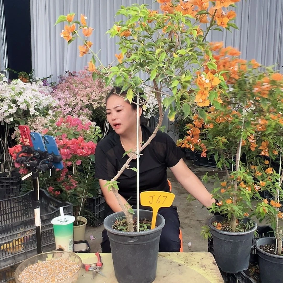 (***)完全开放J67橙桑巴