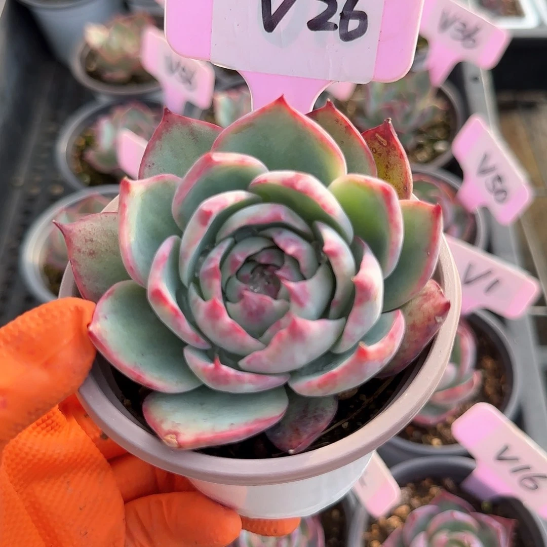 素***~V26惊鸿单头多肉