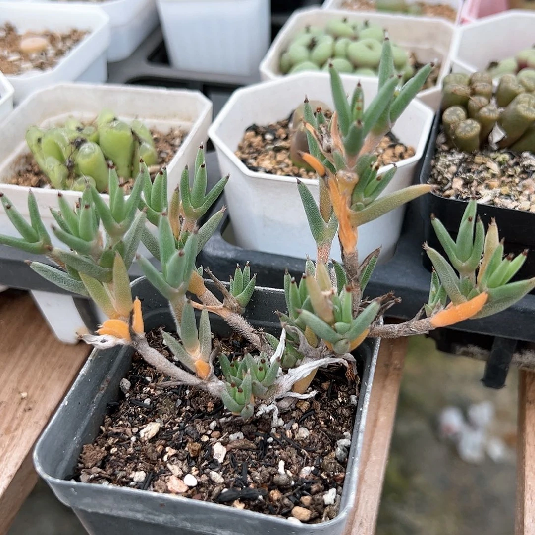 多肉肉锥 魔王松鼠