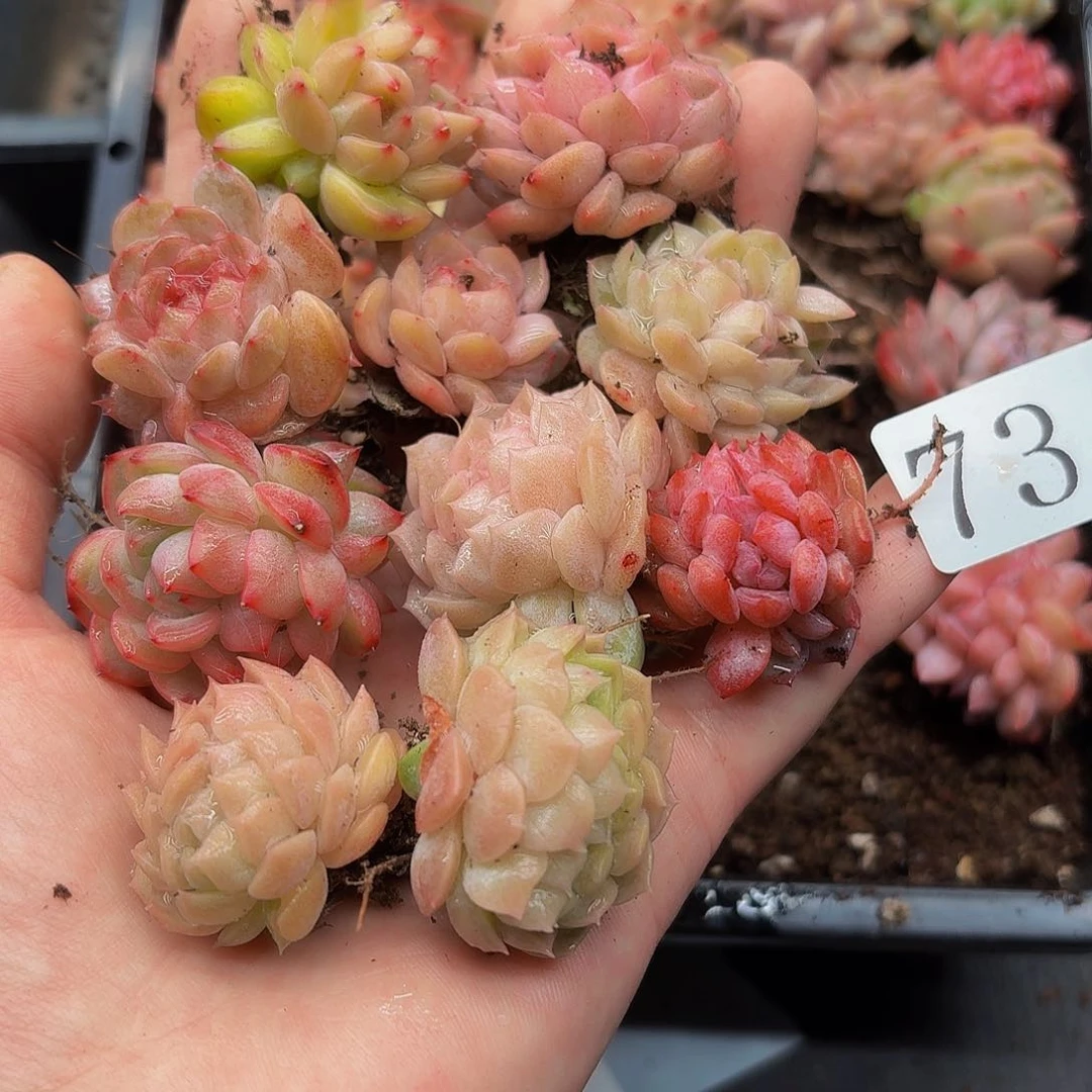 红*多肉植物多肉植物73