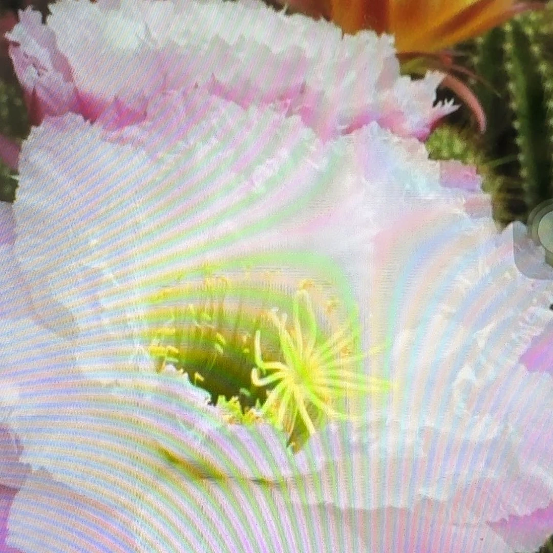 柠檬心侧芽5公分毛花柱